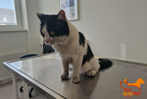 LostPetsVienna's tweet photo. Katze aufgesammelt! Am 17. Juli wurde im 20. Bezirk (Handelskai) eine männliche Europäisch Kurzhaar (Alter unbekannt) aufgelesen. Farbe: schwarz mit weiß. Wer vermisst das Tier? #lostcat #katze https://t.co/w3thmtnT7C
