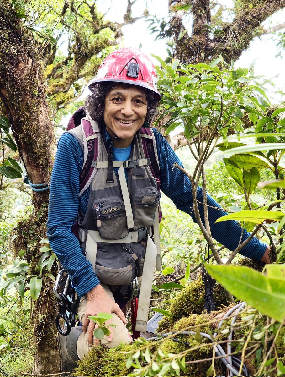 GotschSybil's tweet photo. Such a privilege to have canopy time today with my mentor, collaborator and source of inspiration, Nalini Nadkarni! #womenintrees #womeninforestry #canopyscience #cloudforestresearch https://t.co/jpo3AbBCLQ
