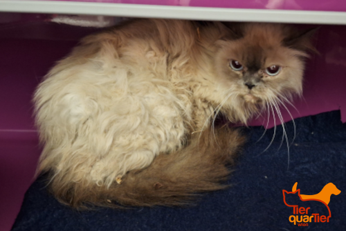 LostPetsVienna's tweet photo. Dieser Perser sucht seine Familie! 😿 Das Tier (Fell: grau-beige) wurde am 17. Juli in Hernals (Höhe Josef-Redl-Gasse) gefunden. Die Samtpfote ist unbestimmten Alters. #lostcat #wien https://t.co/I85hOLGAYR