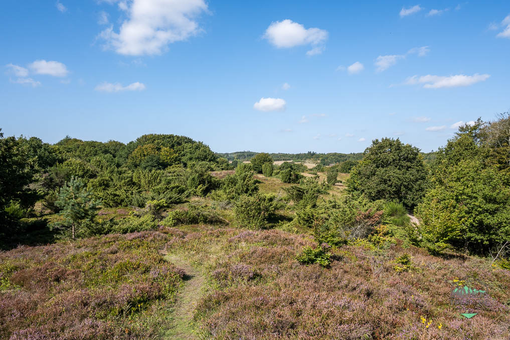 Nördlich von Aalborg liegt der Höhenzug der Hammer Bakker. Der fast unbewohnte Landstrich besteht aus bewaldeten Hängen engen Tälern.  #Aalborg #HammerBakker #Naturerleben #Nordjütland #WandernDänemark #Wandertip

tberg.de/durch-die-wael…
