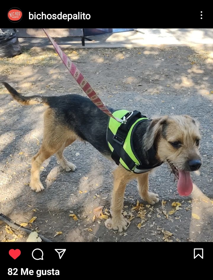 GenLovesCats's tweet photo. Fui a ver la cuenta de ig de la agrupacion de rescate que tenia a Bigote y estoy llorando 😭
Nadie lo queria pese a ser tan dulce y hermoso

Y la produccion de GH ahora no es capaz de dar una buena sancion a sus maltratadores!!!
#GranhermanoCHV 
#JusticiaParaBigote https://t.co/uuzNz8Kre5