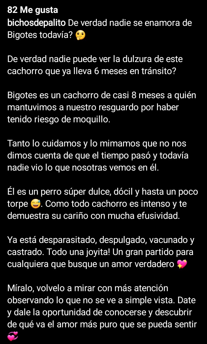GenLovesCats's tweet photo. Fui a ver la cuenta de ig de la agrupacion de rescate que tenia a Bigote y estoy llorando 😭
Nadie lo queria pese a ser tan dulce y hermoso

Y la produccion de GH ahora no es capaz de dar una buena sancion a sus maltratadores!!!
#GranhermanoCHV 
#JusticiaParaBigote https://t.co/uuzNz8Kre5