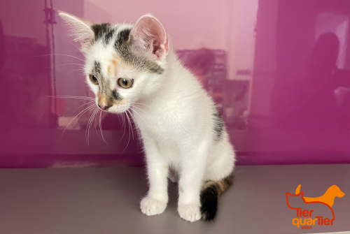 LostPetsVienna's tweet photo. Wer vermisst diese Europäisch Kurzhaar? 🐈  Am 17. Juli wurde im 21. Bezirk (Ohmgasse) eine 😼 (Fellfarbe: tricolor, noch recht jung) gefangen. #fundkatze #floridsdorf https://t.co/E3Q7IEeDk9
