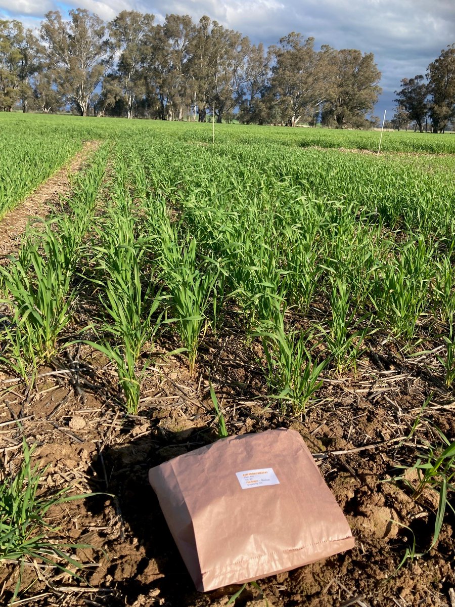 FAR Australia tweet media