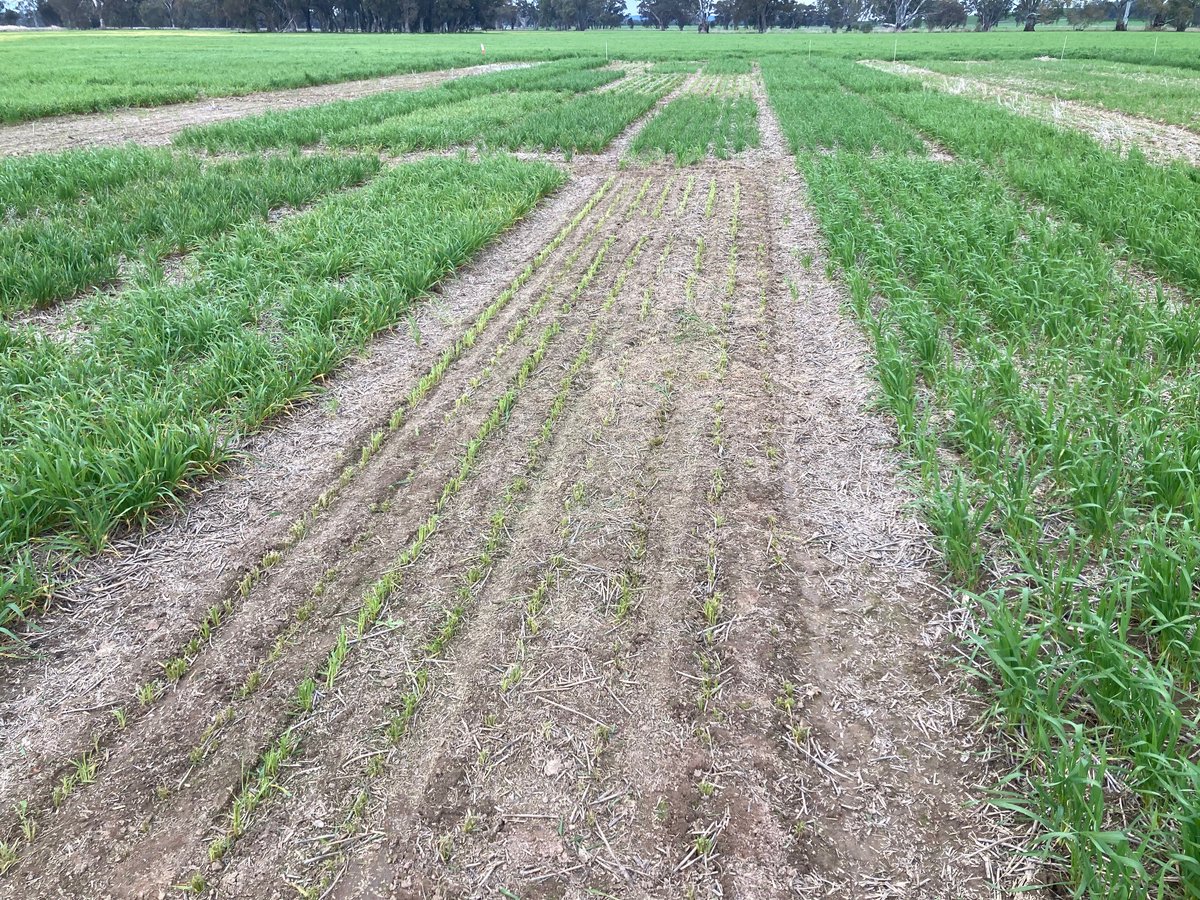 Work is underway on the national frost initiative at our research site in Bundalong, NE Victoria. A <a href="/theGRDC/">GRDC</a> investment which aims to enhance frost tolerance and/or avoidance in wheat, barley and canola crops through in-season agronomic manipulation  grdc.com.au/grdc-investmen…