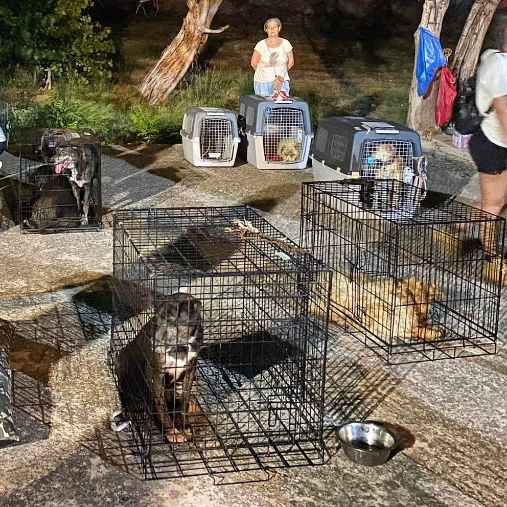 An_K_LFC's tweet image. #φωτια #πυρκαγιά Παρακαλώ θερμά όποιον έχει έστω και ένα crate να πάει να το αφήσει στη δομή του ΛΑΤΟ στο Γαλάτσι. Έχουμε τεράστια ανάγκη για crates, ιδίως μεγάλου μεγέθους, καθώς τα ζώα που έχουν καταφθάσει ξεπερνούν ήδη τα 100. Κοινοποιήστε.