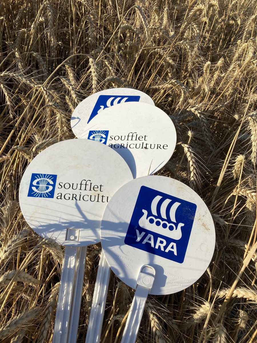 BONNIN1402's tweet image. La zone étalon a vécu : les jalons sont retirés pour l’année prochaine …

Vu les résultats variétaux cette année, les mélanges en blé 🌾 ne seront pas délaissés cet automne :
#MMS ➡️qualité 🥖 et régularité 
#MSPRO ➡️PROductivité &amp;amp;
#MelMosaique chez @Soufflet_Agri 
#SemonsduSens