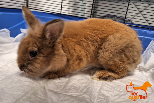 LostPetsVienna's tweet photo. Wer vermisst dieses Kaninchen? Das Langohr wurde am 17. Juli in Döbling, Grinzinger Allee, gefunden. Es ist braun. #fundtier #döbling https://t.co/ctmppkI10p