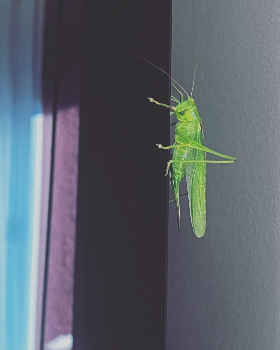 m_m_miel's tweet image. Psikonik… 🌻