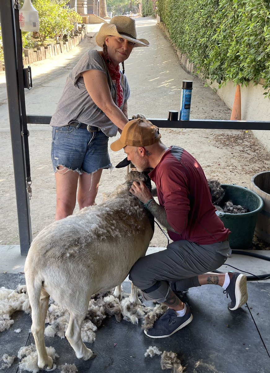 MoontideGal's tweet photo. Oh you know, just another Mondayโฆpicketing ๐ชง for a fair deal for @sagaftra & sister union @WGAWest in the A.M. and then helping to shear a couple sheep ๐ in the afternoon. ๐๐คฃ๐#SAGAFTRA #wgaw #SAGAFTRAstrike #wgastrike #SAGAFTRAstrong #wgastrong #1u #ranchgal #animalhandler https://t.co/5vo00uHU0Q