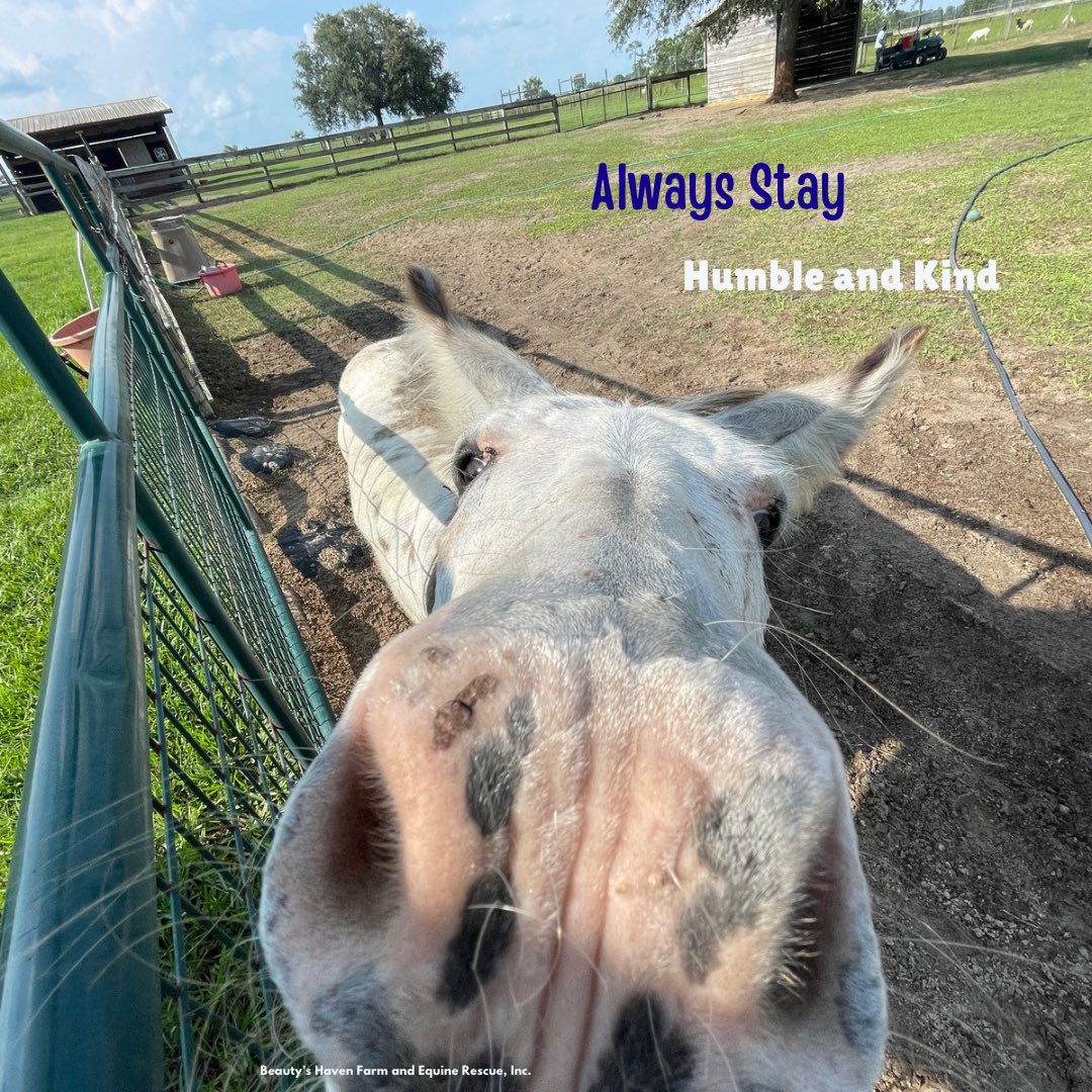 BHFER_EquineRes's tweet photo. #JoJo #bhfer #minidonkey https://t.co/2smbiinEFe