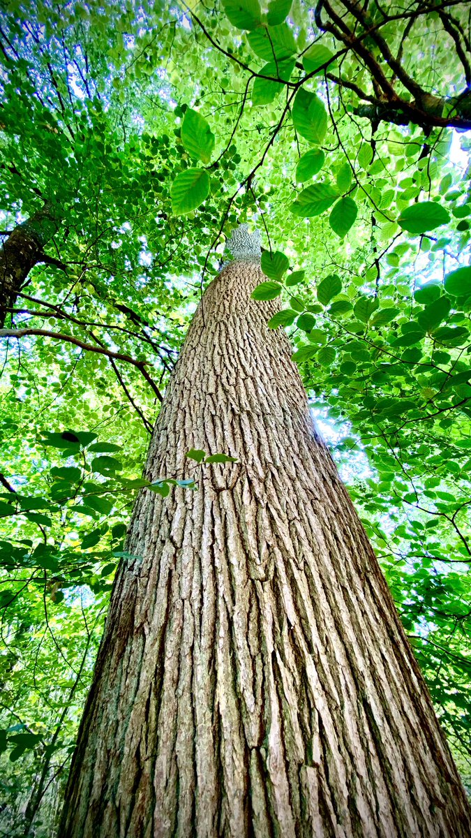 r_schillings's tweet photo. Happy #thicktrunktuesday, treepeople!🌳☀️🍃 #beeches https://t.co/CJ77OuzwgI