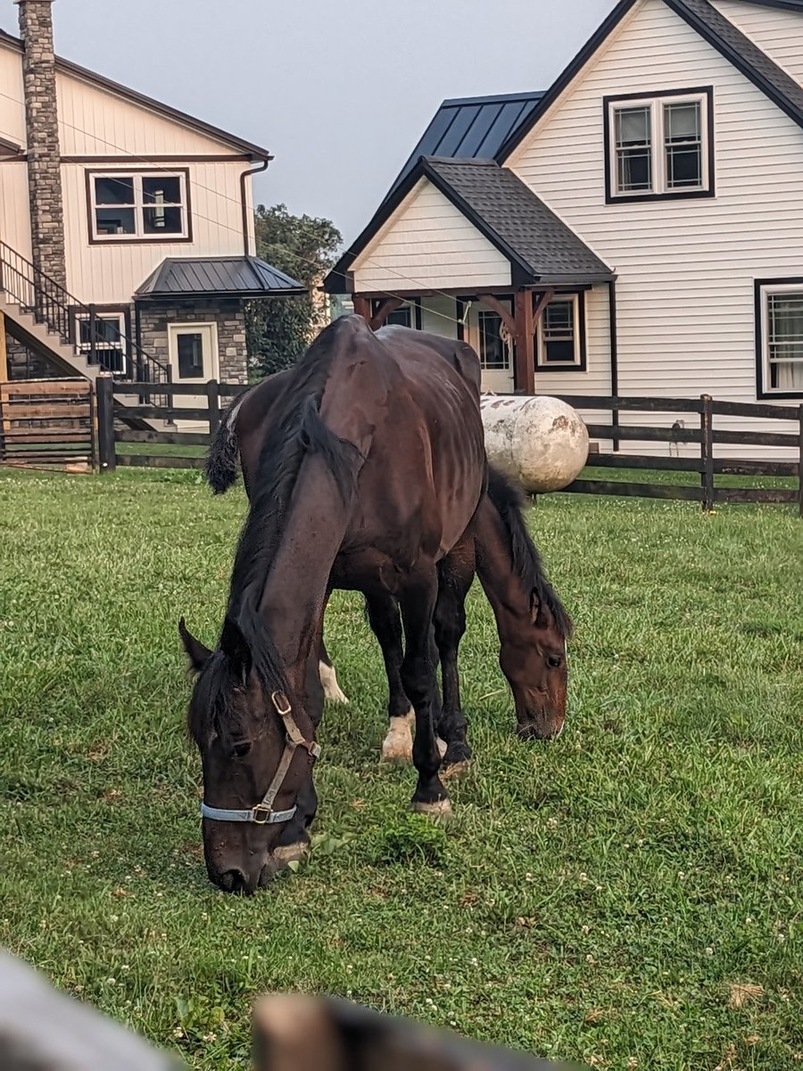 The dreaded horse with 2 heads. The one on the backside has a terrible #secondJob 💩