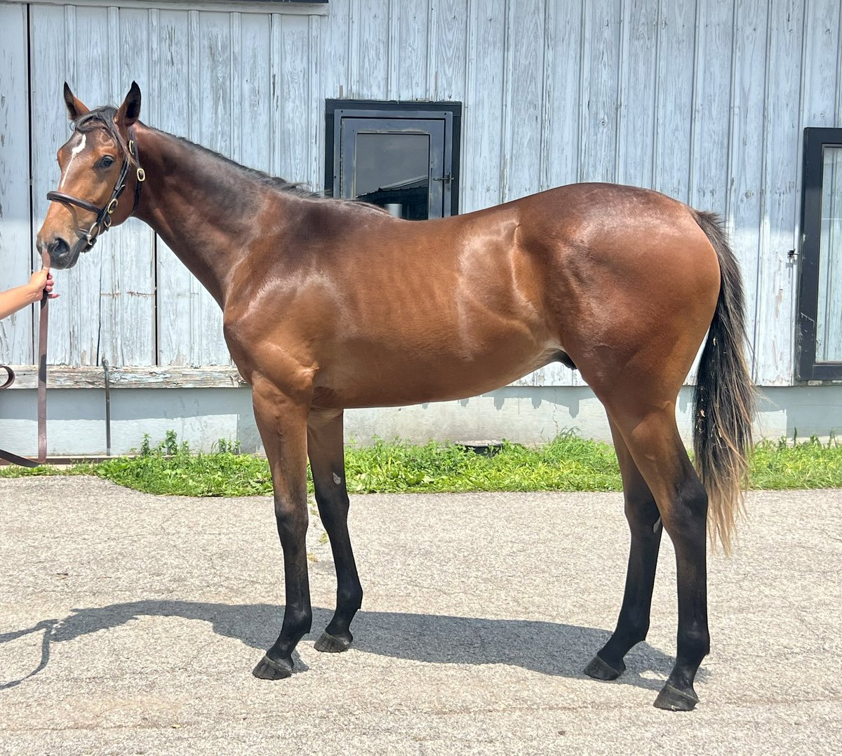 This grand looking son of Omaha Beach is out of Cosmic Code (1/2 to G2 winner Bonny South) by Into Mischief. He will be part of the Woods Edge consignment at KeeSept! @spendthriftfarm @marktoothaker #OmahaBeach #WoodsEdge #OKBred @4tbracing