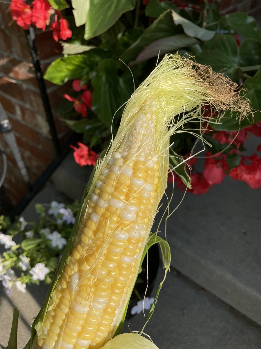 ChuckGrassley's tweet photo. For ppl who think food grows in grocery stores may think #cornwatch is about sweet corn u hv at dinner table but it’s not. Sweetcorn in Iowa this yr is limited bc of drought If not for drought end of ear wld b filled in w more kernels. pictured is Grimes Sweetcorn #sweetcornwatch https://t.co/TrgMvZdCsW