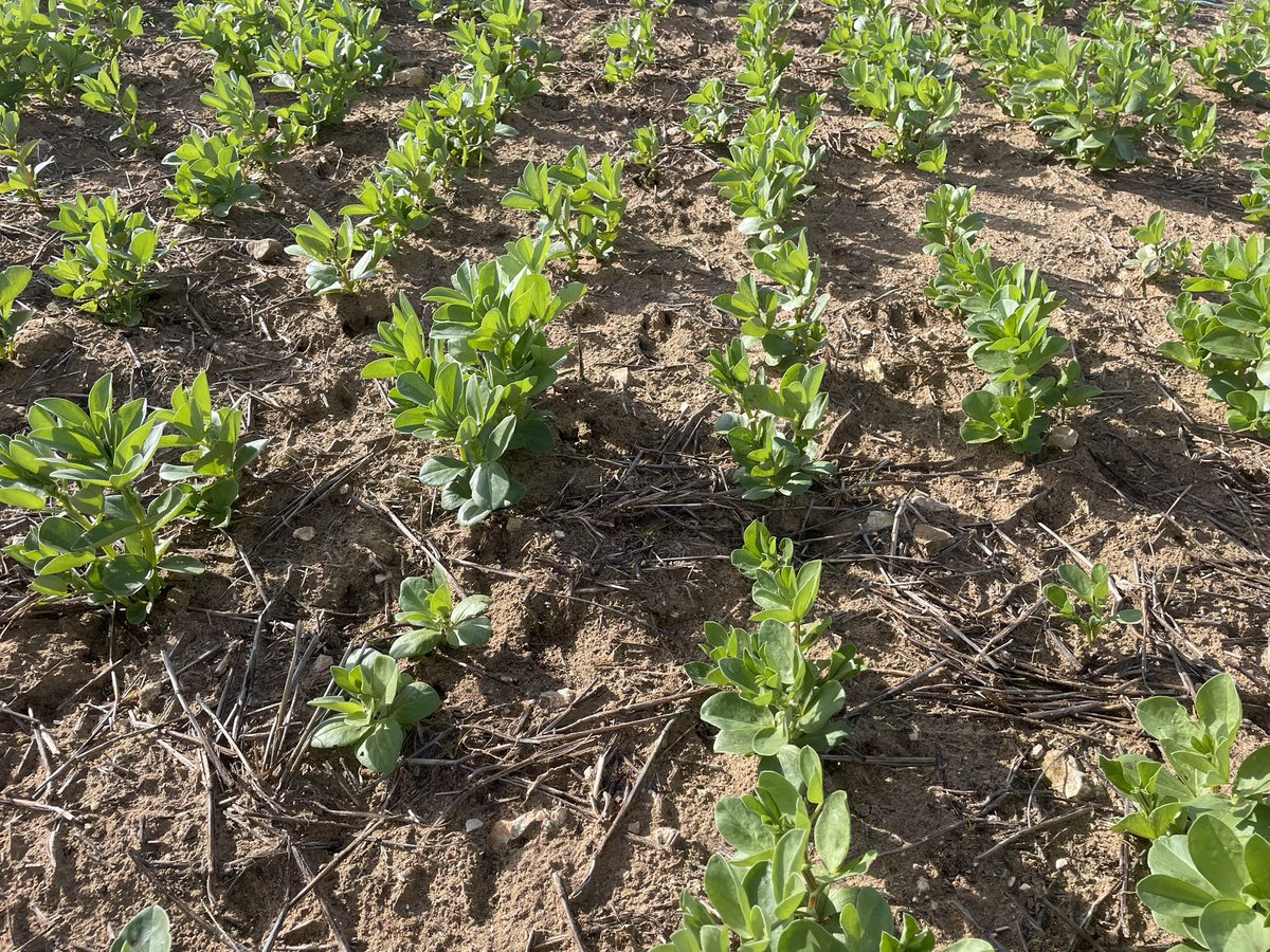 BlacketPeter's tweet photo. Chalk and cheese in 23 sown within 3 days of each other but lupins finally moving #coyote #bendoc had better plant numbers of both tis what it is https://t.co/jB9ltac37E