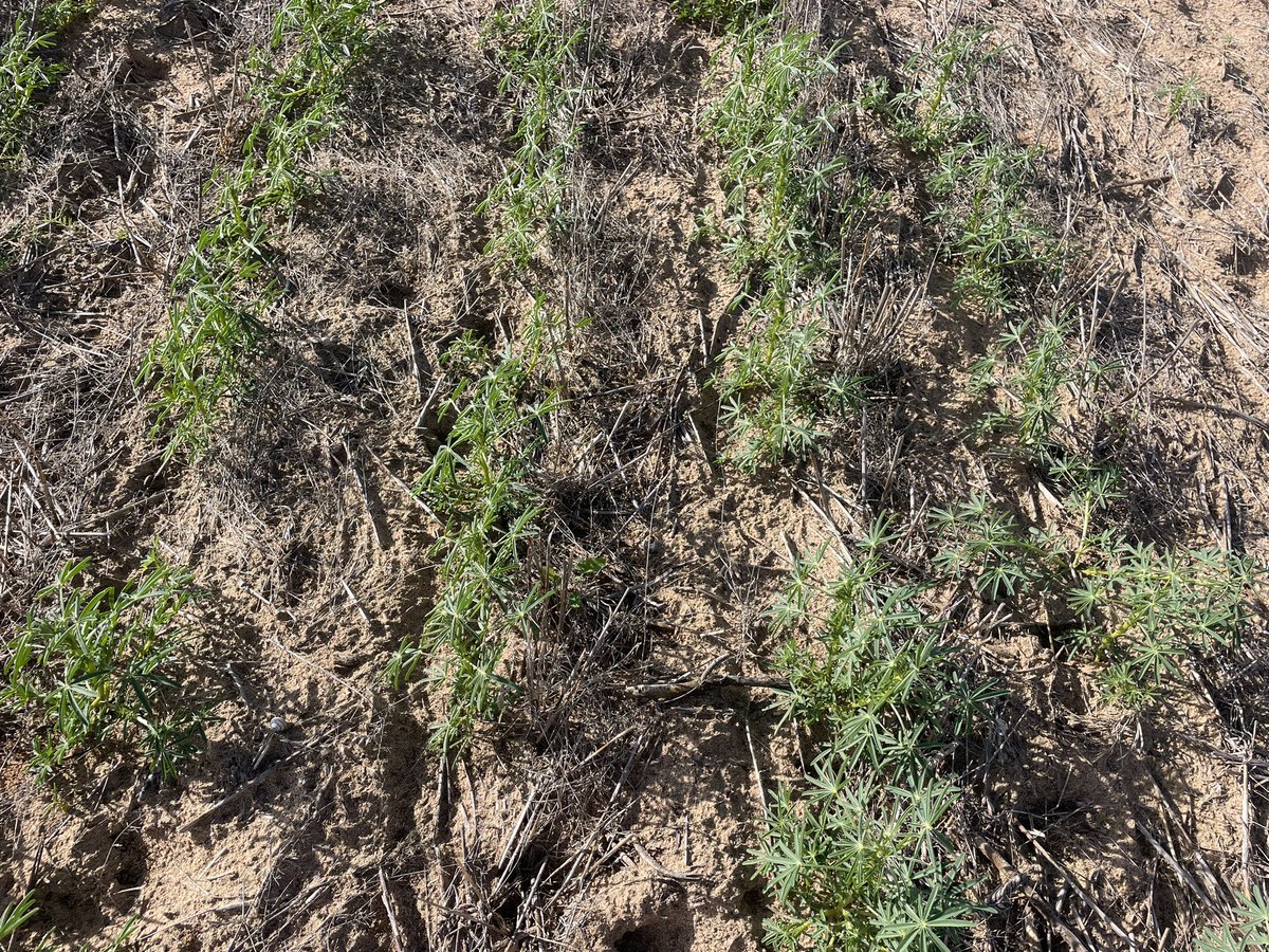 BlacketPeter's tweet photo. Chalk and cheese in 23 sown within 3 days of each other but lupins finally moving #coyote #bendoc had better plant numbers of both tis what it is https://t.co/jB9ltac37E