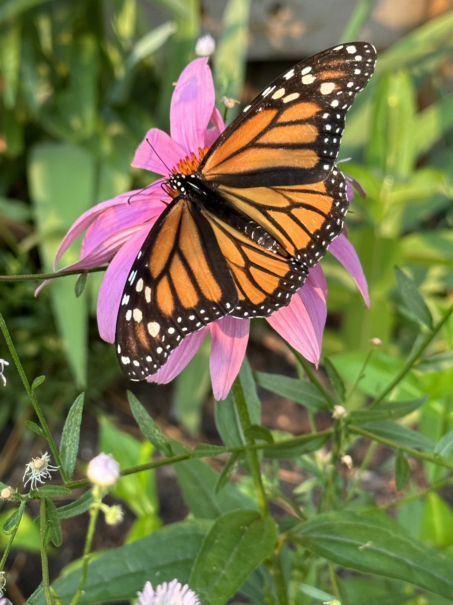 Jody Simmons tweet media