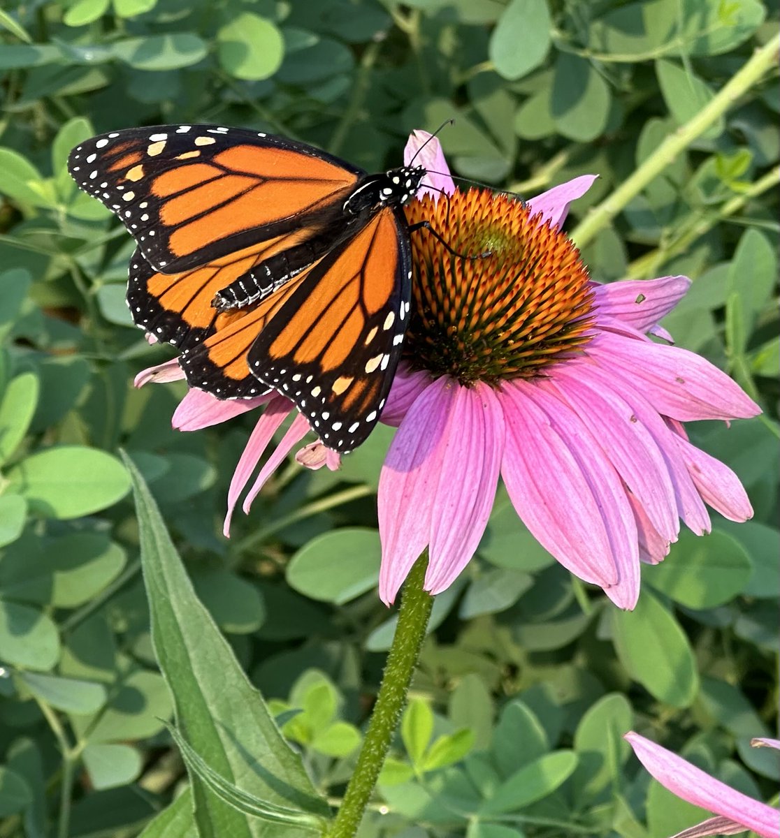 Jody Simmons tweet media