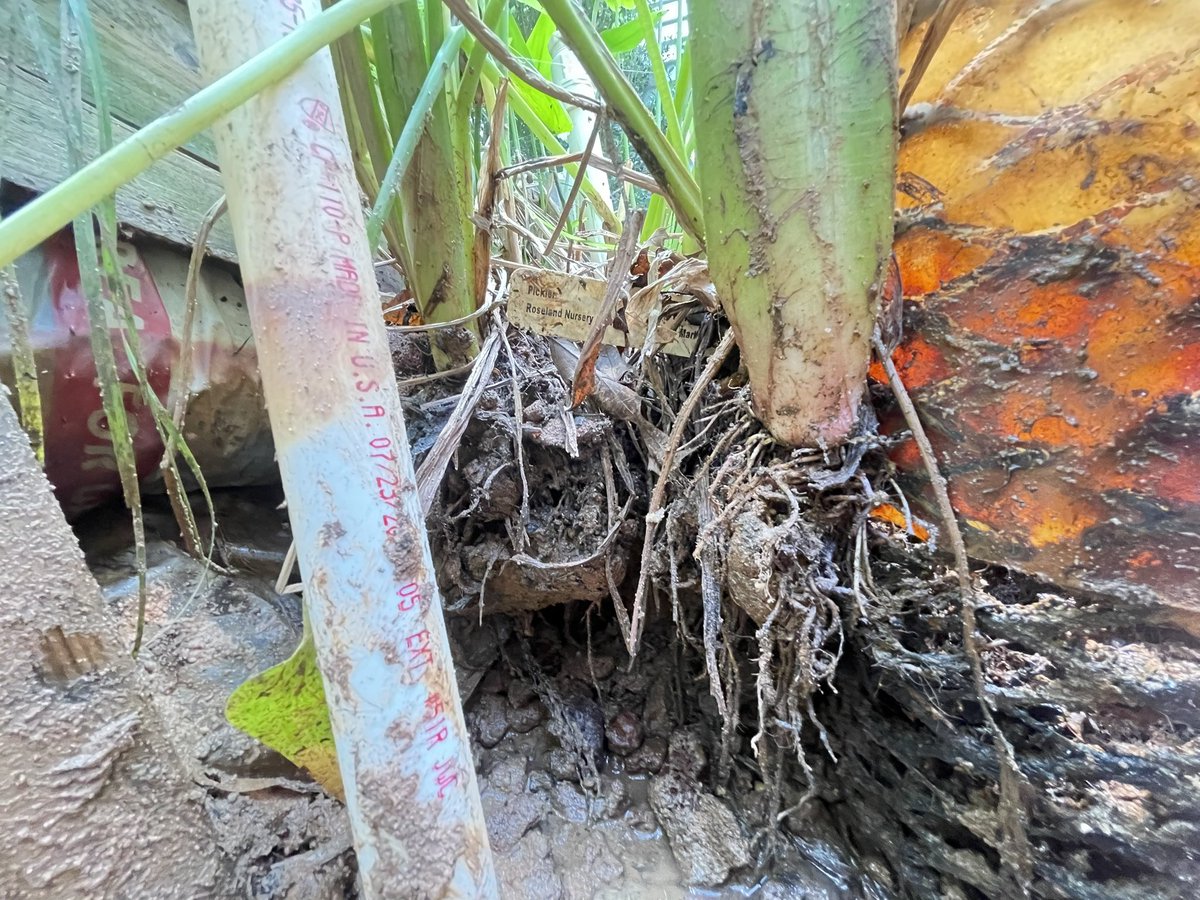 Caleb Mitchell tweet media