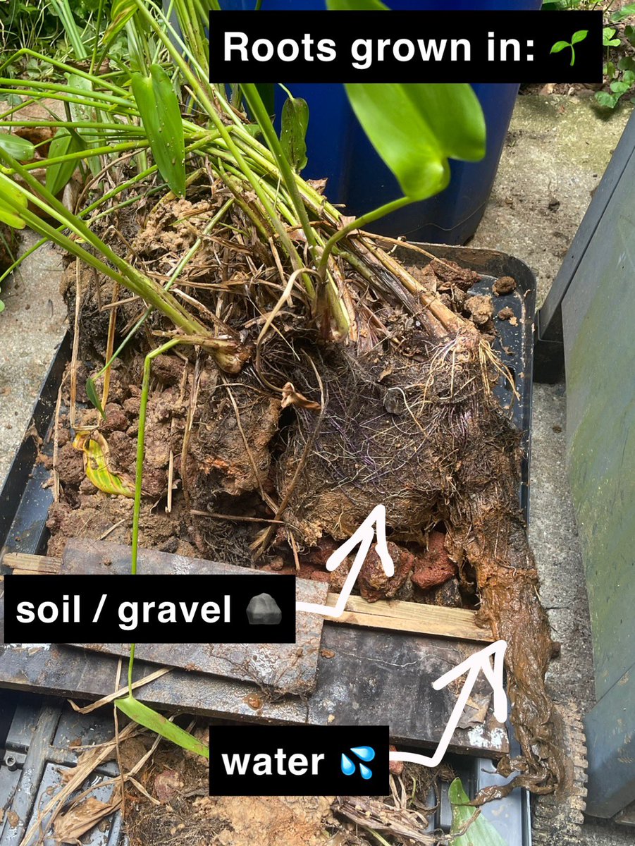 Caleb Mitchell tweet media