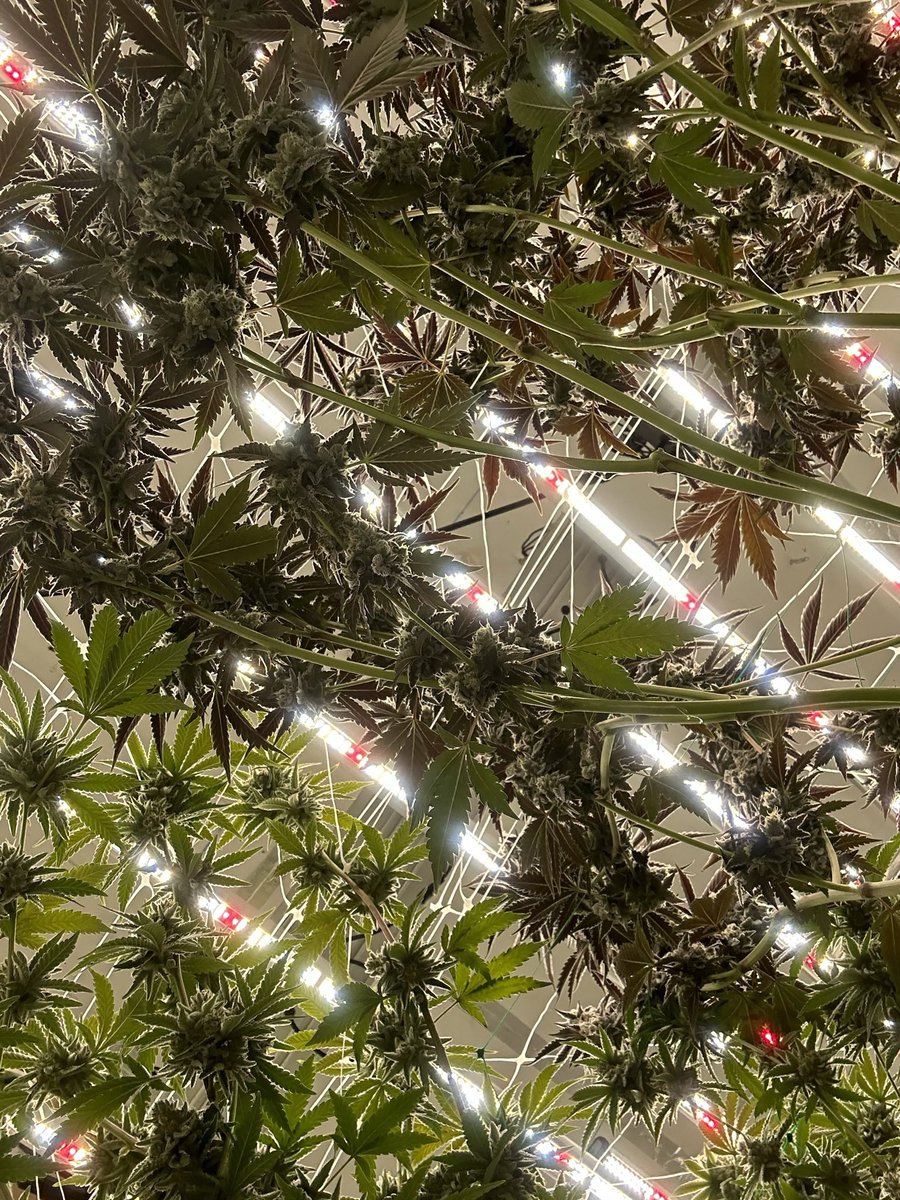 Laying under the stars ✨#camnabis #CannabisCommunity #cannaculture #tabletoke