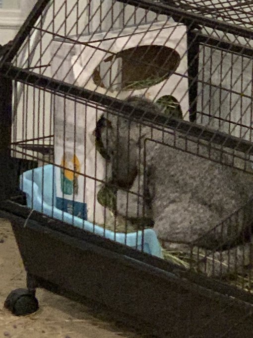 This rabbit be going at that hay like I go at my girlfriend&rsquo;s pussy. Unhinged, full face in, uncaring<a href="/tag/nsfwtwt"class="tags"><span>#nsfwtwt</span></a>