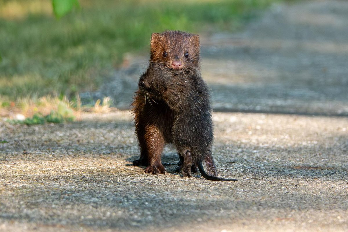 Mink with a catch. 
(Photo courtesy of Kenzo Pan)
#NaturePhotography #WillCounty #Wildlife