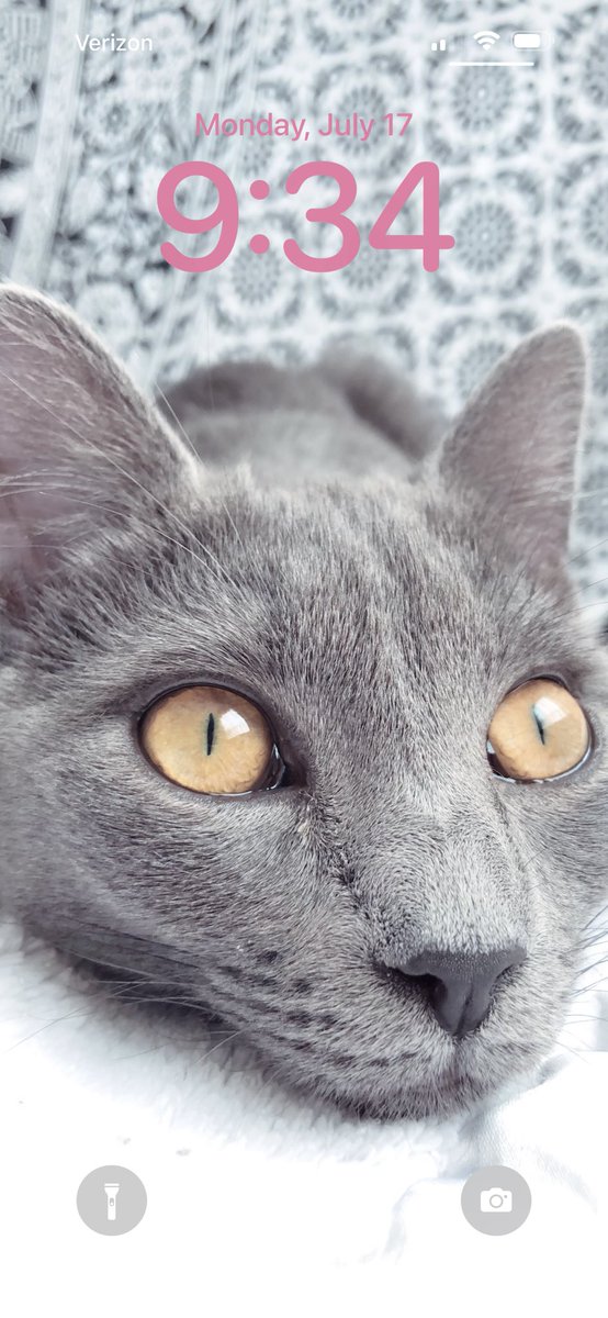 efitzyy's tweet photo. 😻🐾🤍 https://t.co/7LedxDIDzY