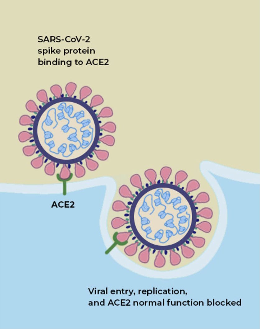 WarClandestine's tweet image. 1) Genome-Specific Bioweapons🦠

This thread will break down how humans are able to engineer pathogens that have varying levels of efficacy towards different species and ethnicities based on DNA genome sequencing.

Let’s start with the ACE2 receptor.

The ACE2 receptor is a…