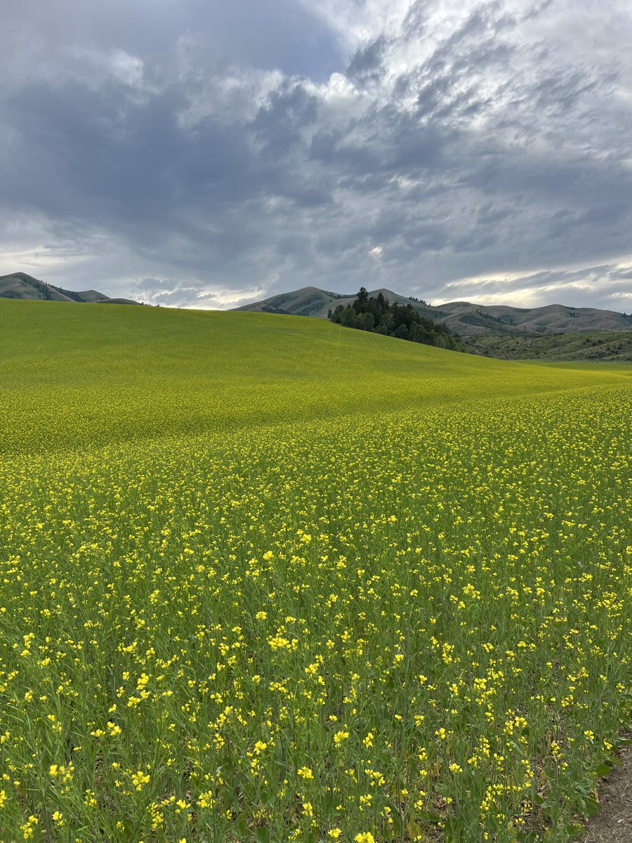 LeyshonBrett's tweet photo. mustard is almost done blooming. https://t.co/4Dxt4gXuW0