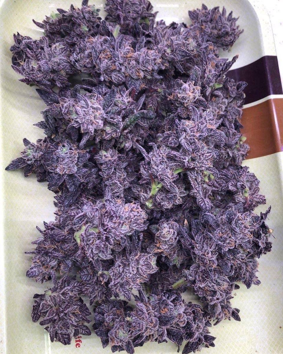 Purple Kush 💜😍💜

#StonerFam #Mmemberville #WeedLovers #CannabisCommunity