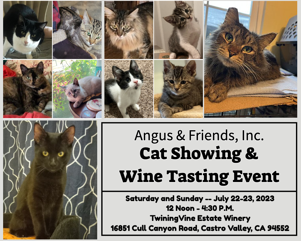 Adoptable Rescue Cats in California on Twitter: 