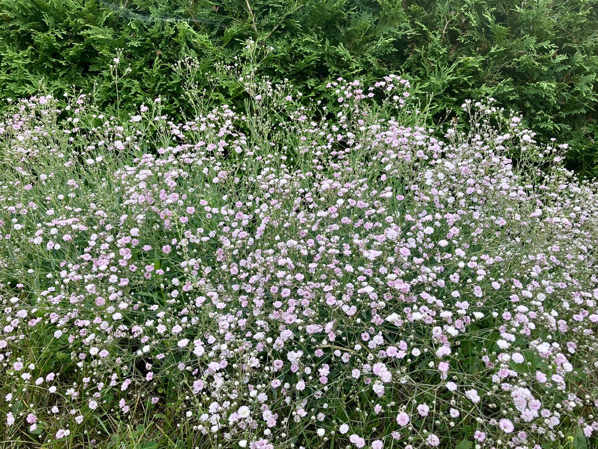 How cute is this pink baby’s breath in my garden? I’m starting to suspect the garden I inherited from a 96 year old woman was planted as a cut flower garden. There’s so many desirables in the floristry industry!