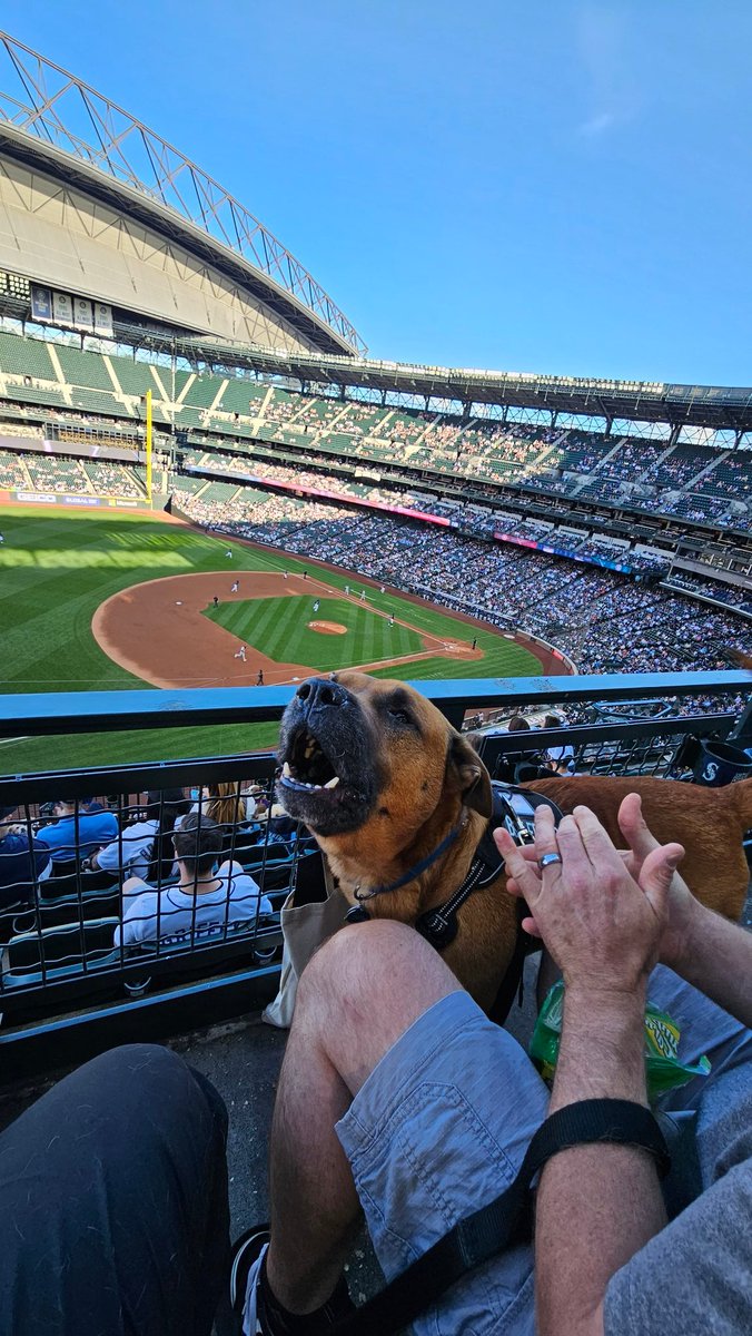 Valerie on Twitter "BARK! in the park Bats is loving it! 🐶♥️⚾️ 