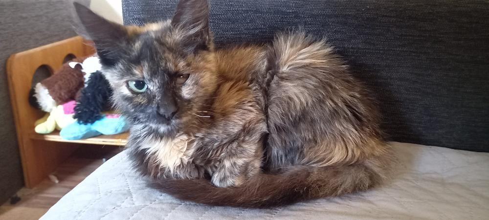 gatosdeluruguay's tweet photo. 🙀 GATA ENCONTRADA 🙀 Literal, abrí la puerta del auto y se metió esta gatita para adentro.. ya la llevamos a la vet, su ojito al parecer no tiene solución,  podría haber sido a causa de un golpe. Tiene ya aprox 6 meses, es muy peque de tamaño. Pago la castración. 098048750. https://t.co/HmIp0KkE3F