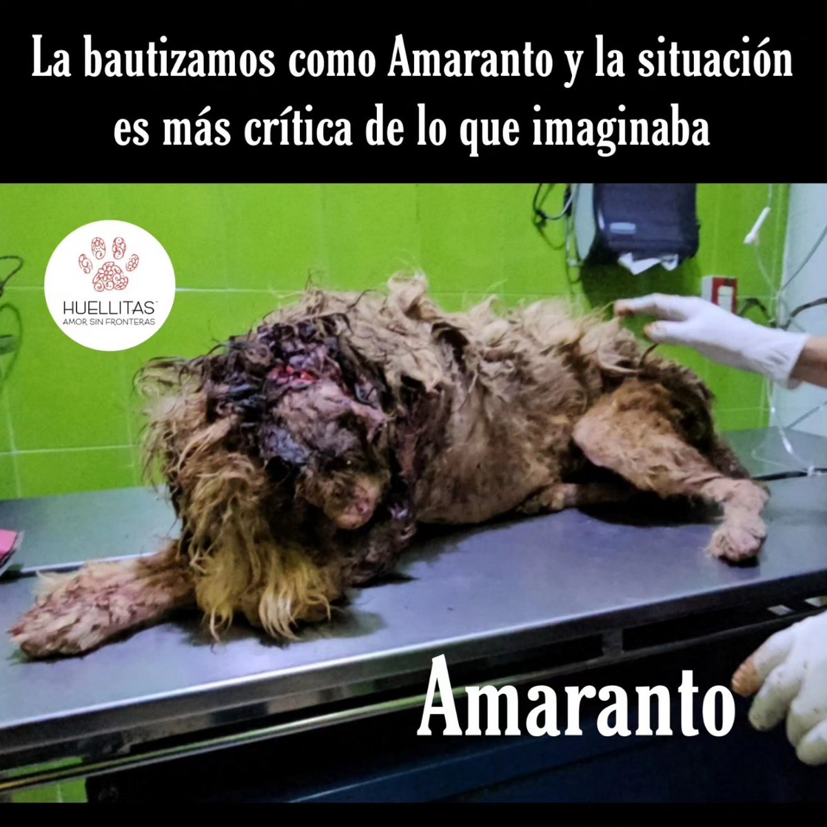 HASF_AnaSDiaz's tweet photo. Gente linda...

Vengo saliendo de la veterinaria y gracias a Dios me toco ver que llegarán estoy chamacos ...

Y si digo estos pequeños por que son 2 😭😭💔💔

La situación de ambos es muy delicada y por la zona donde los recogió el taxi creemos que hay un c4br0n peleando perros por ahí o agarrándolos de sparring.....

Permitanme que llegue a casa por que aun tengo que pasar por croquetas por lo menos para que hoy coma la manada.

Por que de vdd NO TENEMOS CROQUETAS!!! Y no habían comido 💔💔💔💔

La ayuda para la manada no a llegado pero bueno ya retomamos ese tema mañana.

En cuanto lleguemos a casa actualizo el caso de Amaranto y Carlitos.

Y les platico la historia de como fue que rl taxi no trajo a 1 si no a 2 y del mismo lugar.

Por ahora ya están en la veterinaria ...

Y actualizamos a la brevedad...

Por favor no dejen de apoyarnos por que no pensé que íbamos a recibir a 2 pequeños ahorita 😭😭😭😭

Gracias 🙏🙏
Juntos logramos milagros.
No olvides mandar ticket para corroborar de recibido.
🐶 Banorte: 4189 1430 5349 0267
🐶 Banamex : 5204 1656 4219 9792
🐶 Banco azteca: 4027 6657 9699 8558
🐶Coppel (OXXO): 4169 1604 5914 0878
🐶Bancomer : 4152 3138 1055 2732 
🐶PayPal: yadra_ydrc@hotmail.com 
🐶Whats app: 55 20 84 93 31