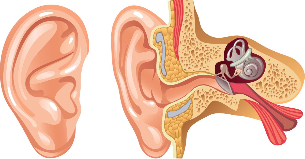 Odor In Ear WebMD on Twitter: