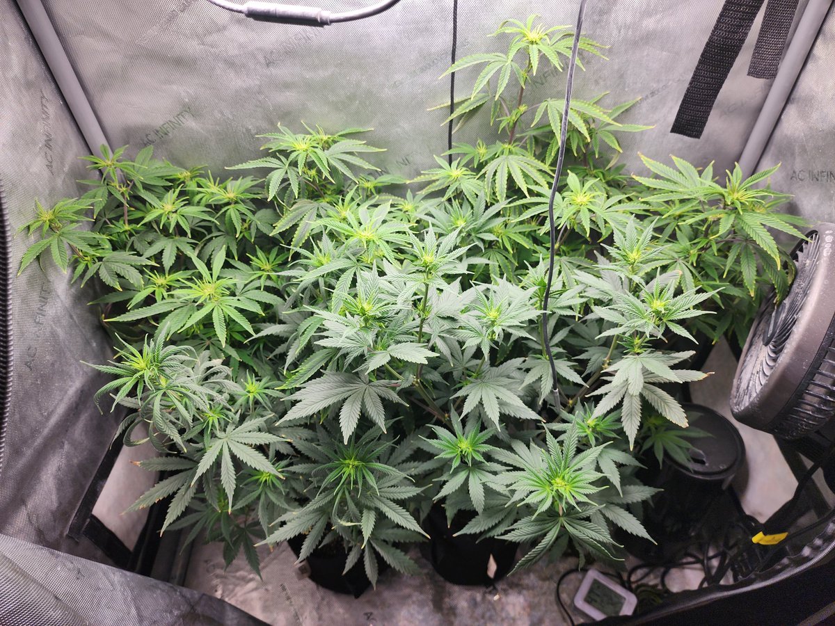 GlazingGrower's tweet photo. It's funny how you can go from this to that overnight... All females 3 #bluedream from @irvineseedco and 2 #dispo seeds. Hella excited. 1st week of 🌹#irvinearmy #growurown #growmies #luvurself #tryN https://t.co/09dPxtVa1n
