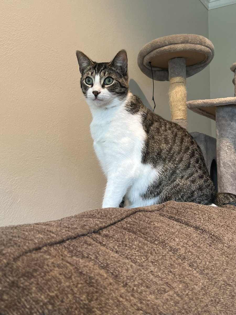 WeAreFelicity's tweet photo. Pre-Save “GOD MODE” so we can continue to afford to feed  Tedy his favorite treats 🖤 https://t.co/qGThyzFeYQ https://t.co/GUZrZto7Ry