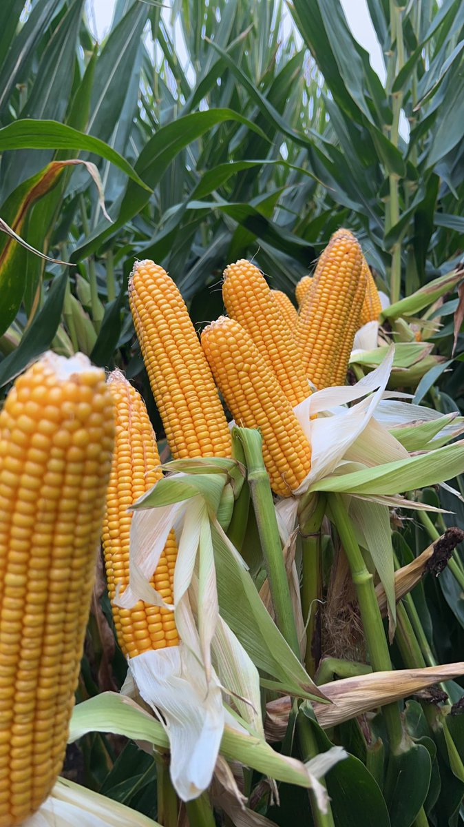 All I ever post on here is corn and soybean pictures but it’s hard not to when they look like this. Strong as train smoke! 💪🏻 🌽 #AgTwitter