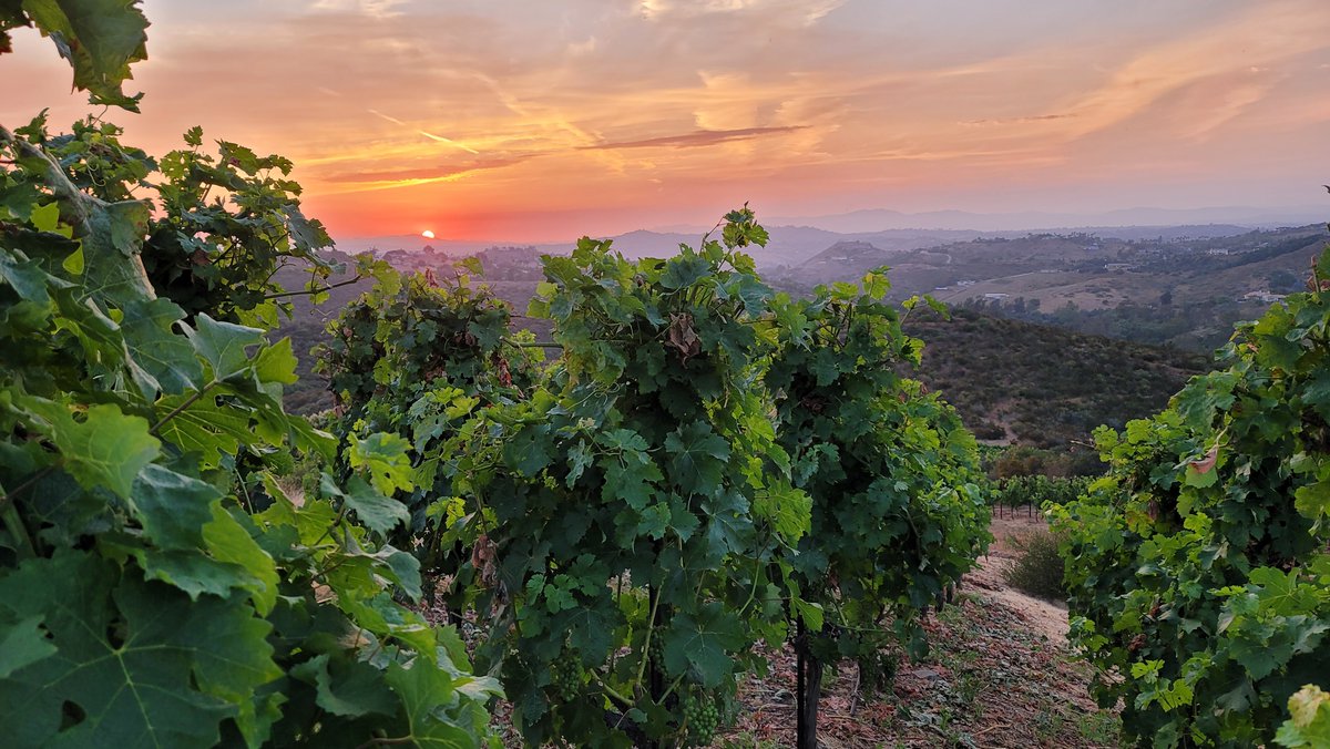 "It is almost impossible to watch a sunset and not dream." - 𝘉𝘦𝘳𝘯 𝘞𝘪𝘭𝘭𝘪𝘢𝘮𝘴

📷  : William Perez
#calavie #wellnessretreat #spectacularsunsets #luxuryspa