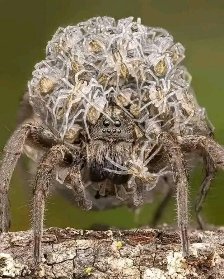 The female spider kills the male after giving birth to children and throws it outside the house. ● After the children grow up, they kill the mother and throw her outside the house..a strange house, one of the worst houses ever. ● The Holy Qur’an describes it in one verse.…