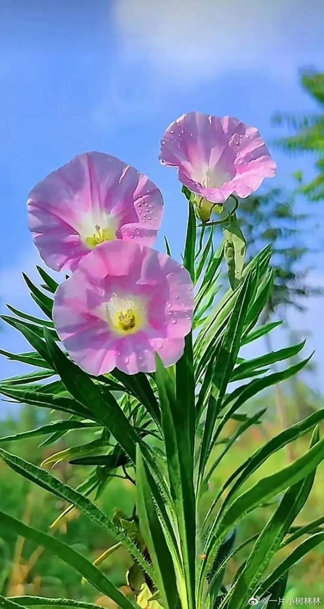 Conduru's tweet photo. If you believe it will work out, you’ll see opportunities. If you believe it won’t, you will see obstacles. – Wayne Dyer. #JoyTrain #Believe #Optimism #FreeWill #Mindfulness #Courage #selfCare #Mindset #InnerPower #Motivational  ❤❤❤ #self #knowingThyself #selfLove
💗💗💗💕💕💕 https://t.co/ozYeoSzQG2