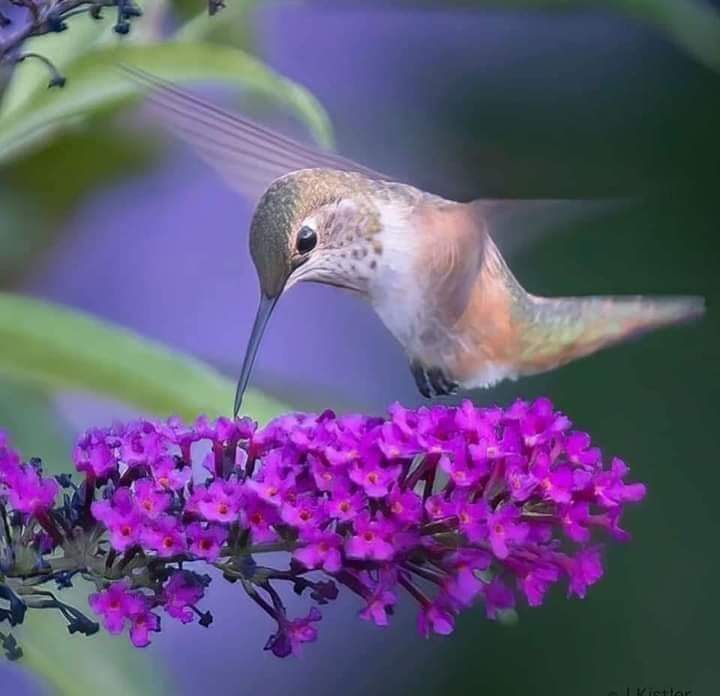 Conduru's tweet photo. If you believe it will work out, you’ll see opportunities. If you believe it won’t, you will see obstacles. – Wayne Dyer. #JoyTrain #Believe #Optimism #FreeWill #Mindfulness #Courage #selfCare #Mindset #InnerPower #Motivational  ❤❤❤ #self #knowingThyself #selfLove
💗💗💗💕💕💕 https://t.co/ozYeoSzQG2