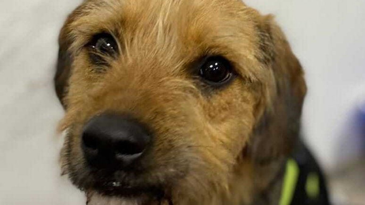 #GranHermanoCHV | “Tomaré las medidas más severas”: Gran Hermano se pronunció por el trato a Bigote
bit.ly/44JCtJ3