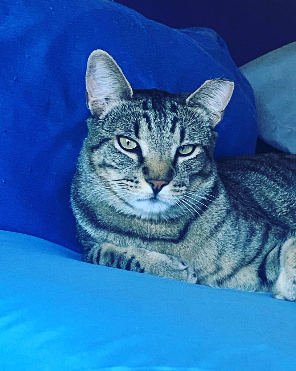 bbcatlady15's tweet photo. Look at my gorgeous J.J. He loves to pose. 😻 #catsrule https://t.co/FPzZGa5GNG