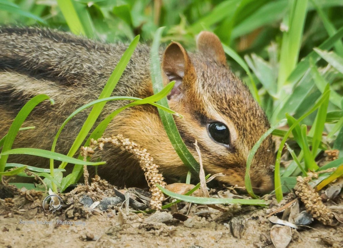 Serena Vachon - Photography tweet media