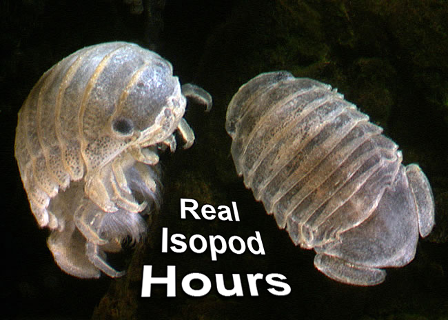 IsopodBot's tweet image. It's real isopod hours
