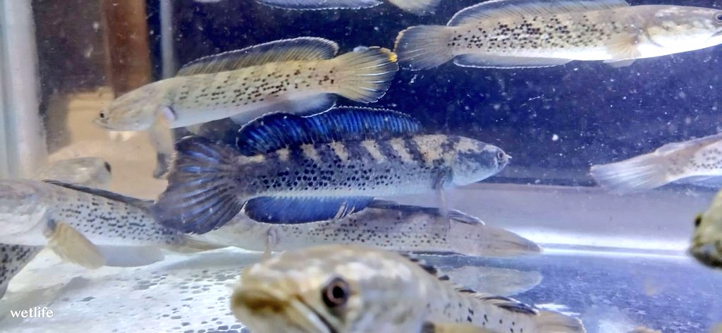 paulphoenix1985's tweet photo. Some premium grade stewarti karbi anglong( real) available.
#channa
#snakeheads
#karbi https://t.co/qIsFgAKVOK